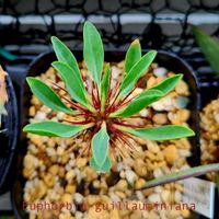 ワイヤープランツ,ギラウミニアナ,ユーフォルビア・ギラウミニアナ,多肉植物,観葉植物の画像