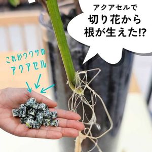 切り花,水やり,再利用,植物のある暮らし,ハクサンの画像