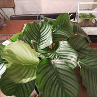 カラテア,カラテア,カラテア・オルビフォリア,観葉植物,金魚の画像