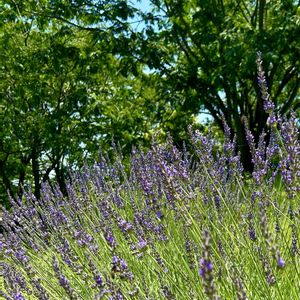 ラベンダー,山野草,花のある暮らし,日当たり良好,今日のお花の画像