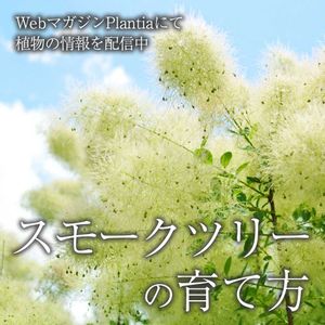 スモークツリー,ガーデニング,緑のある暮らし,植物のある暮らし,肥料の画像