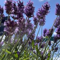 ラベンダー,ラベンダー,イングリッシュラベンダー,イングリッシュラベンダー,今日のお花の画像