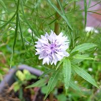 ヤグルマギク,種から,季節の花,バルコニー/ベランダの画像