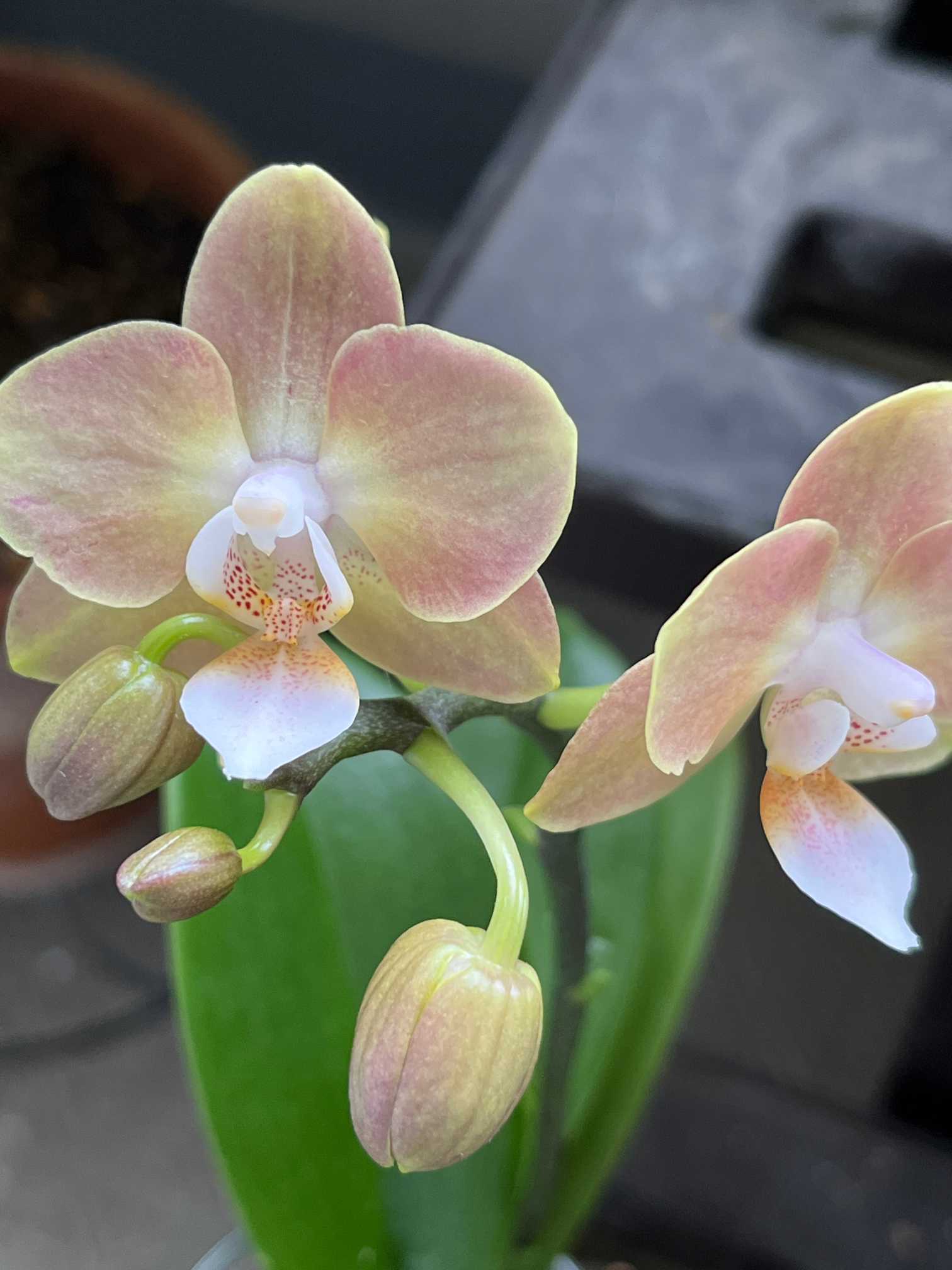 マザーチーク 胡蝶蘭(ミディファレノ) 胡蝶蘭 マザーチーク 2F 4