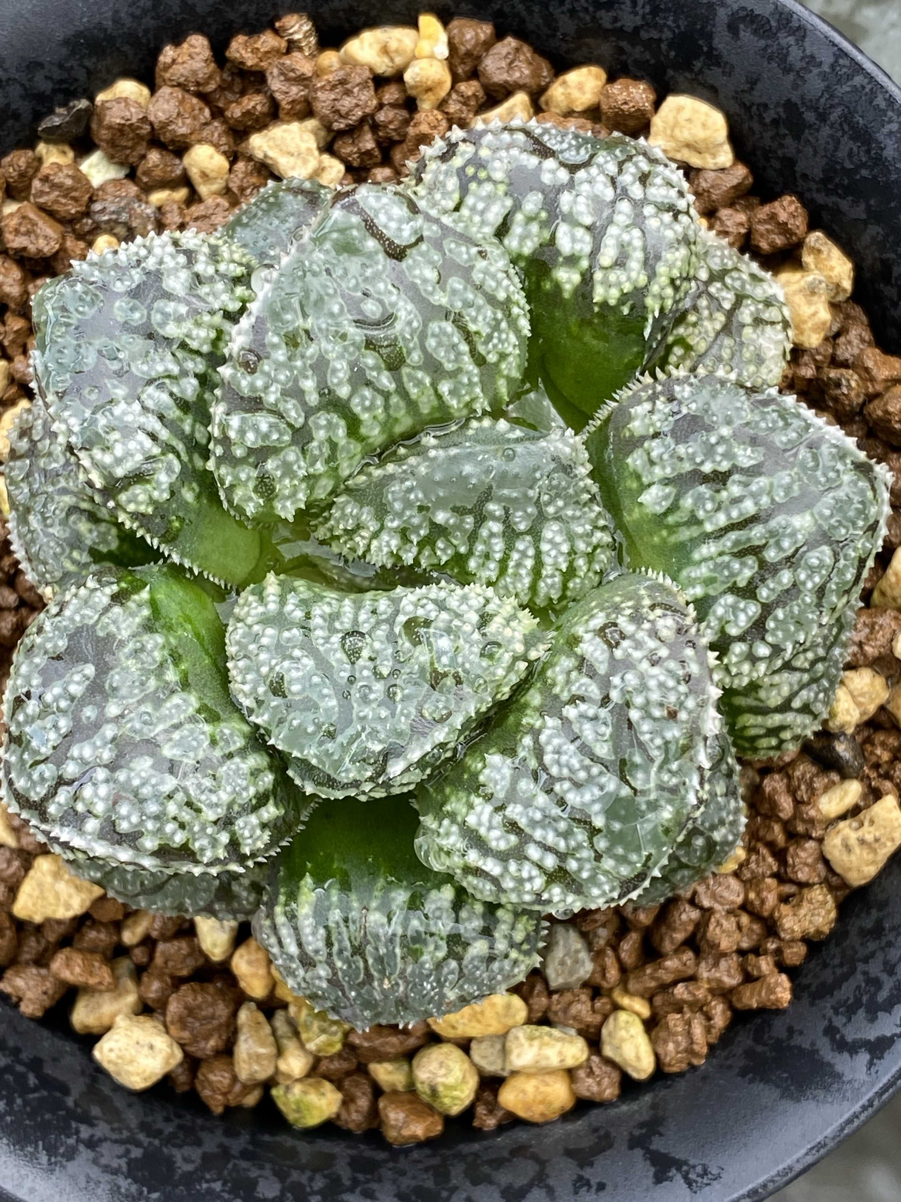 多肉植物 ハオルチア 巨人兵 20A ハオルチア 多肉植物 臙脂オブツーサ