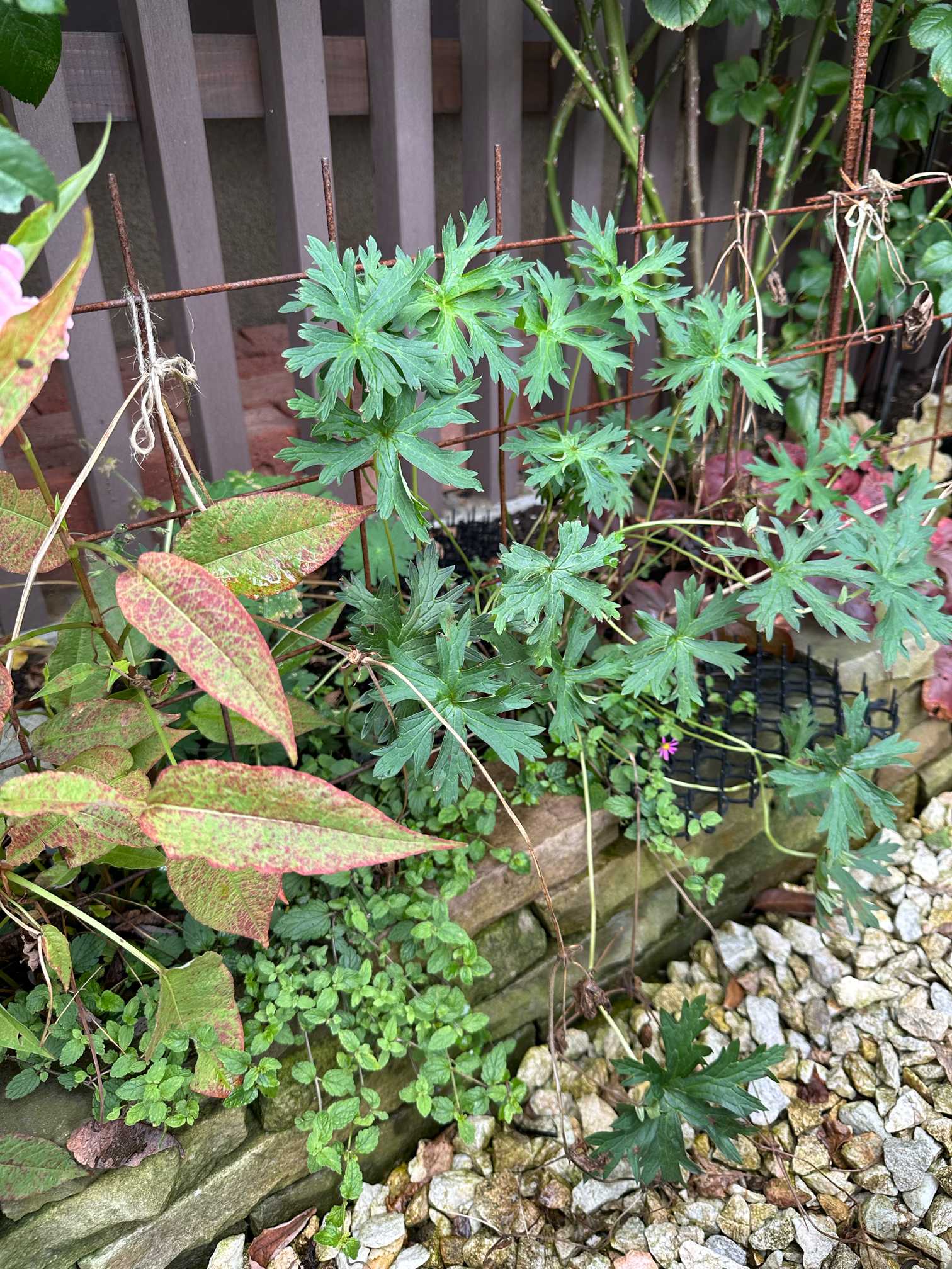 夏のお手入れはじめました（2024年7月の作業）🌿｜🍀GreenSnap