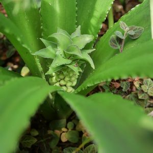 パイナップルリリー,地植え,花壇,花芽,ガーデニングの画像