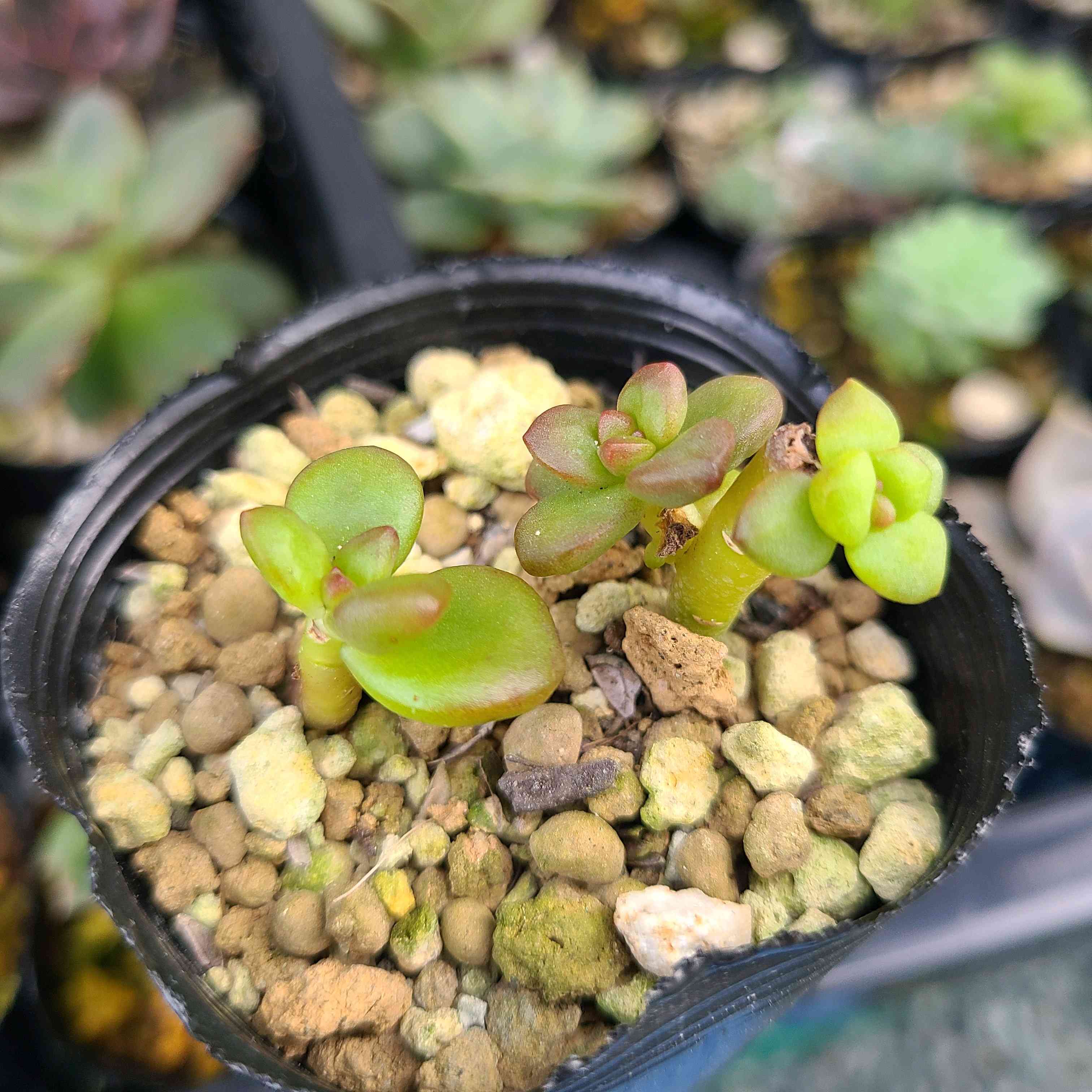 松の緑 の成長記録💚💚｜🍀GreenSnap（グリーンスナップ）