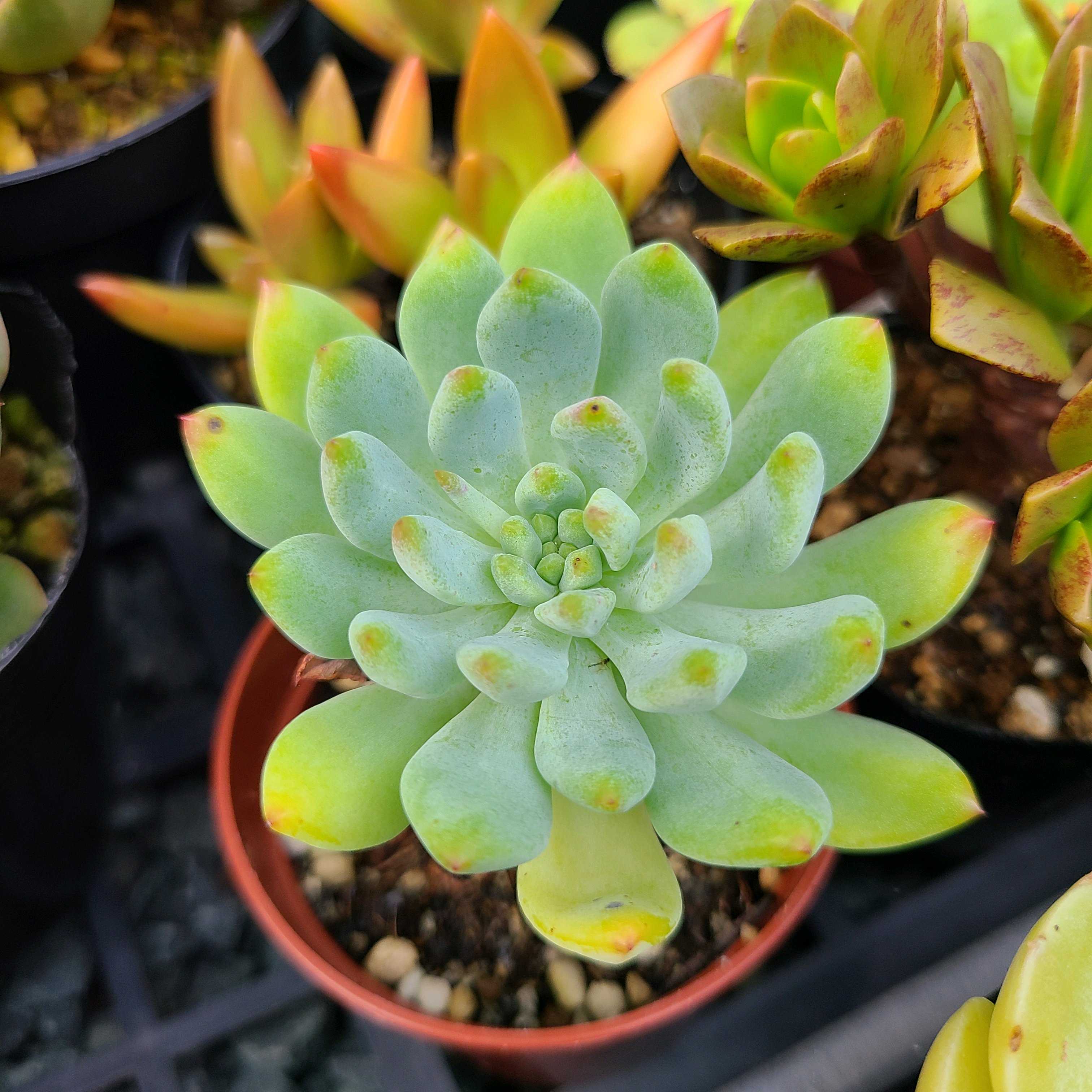 ブルーアップルの成長記録💙🍎｜🍀GreenSnap（グリーンスナップ）