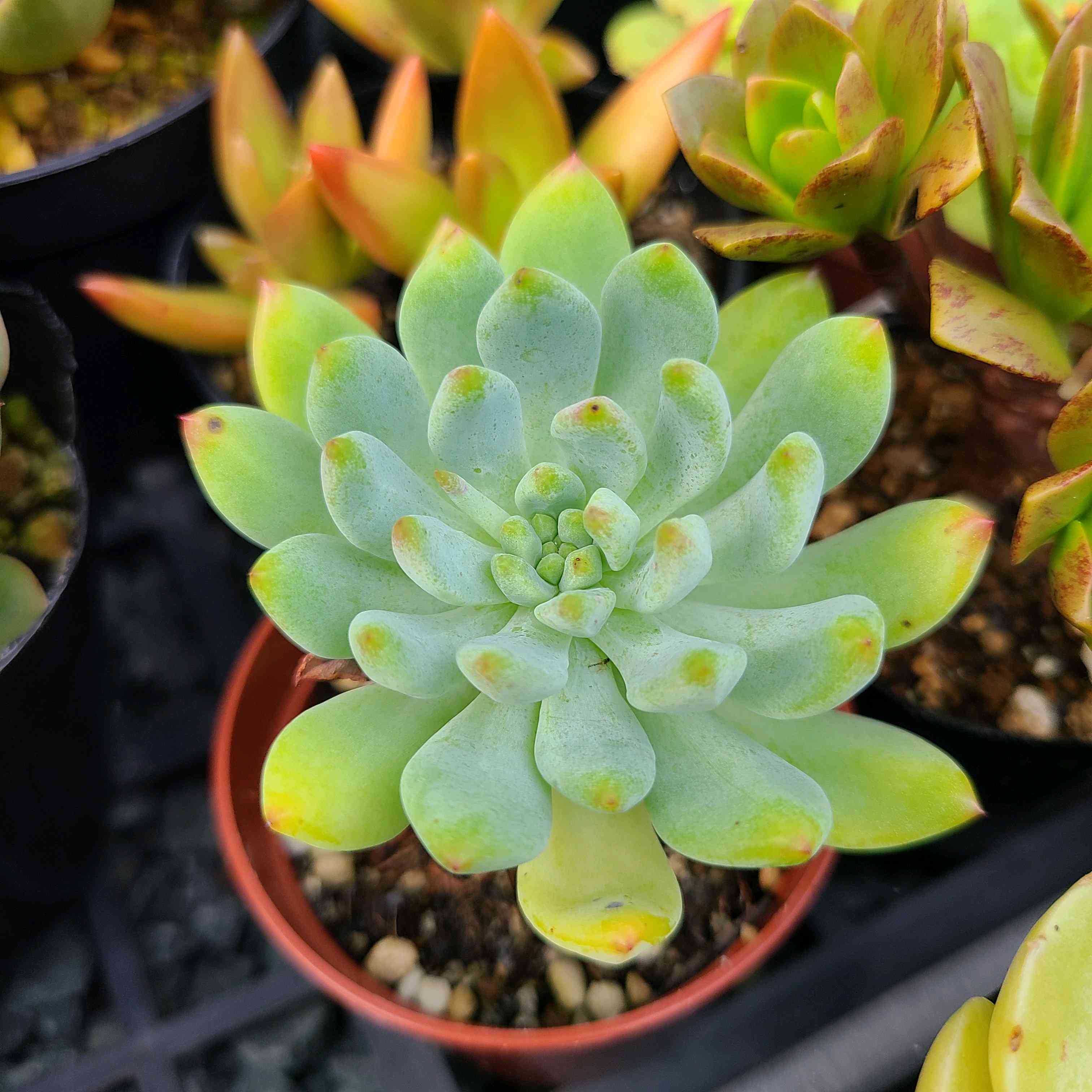 多肉植物 寄せ植え ブルーアップル ブルーエルフ センペルビウム