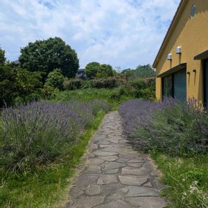 ラベンダー,小さな花,ハーブ園,可愛い花,素敵な花の画像