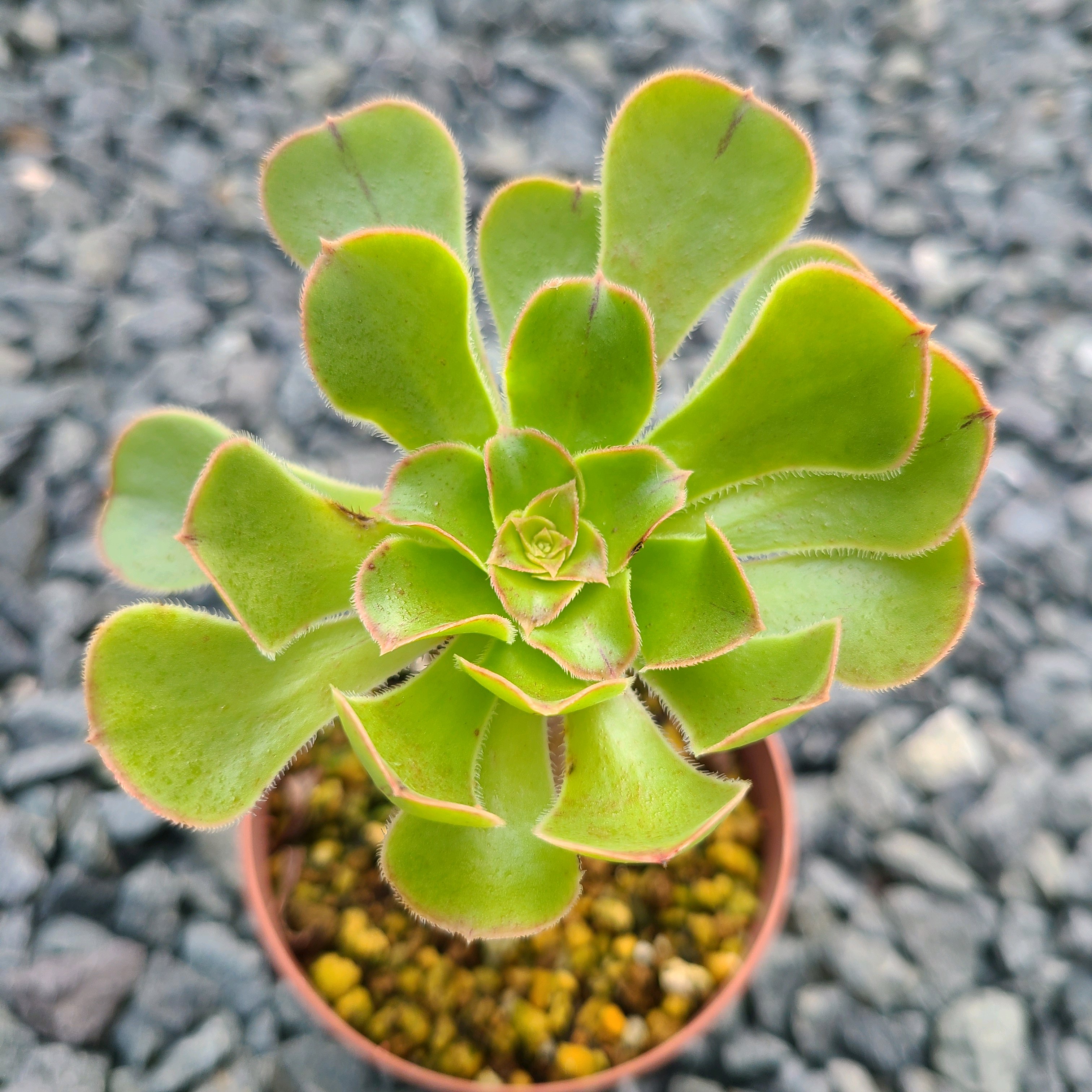 多肉植物アエオニウム ❤️ ナガ女王 ❤️ 成長した姿 47#多肉植物