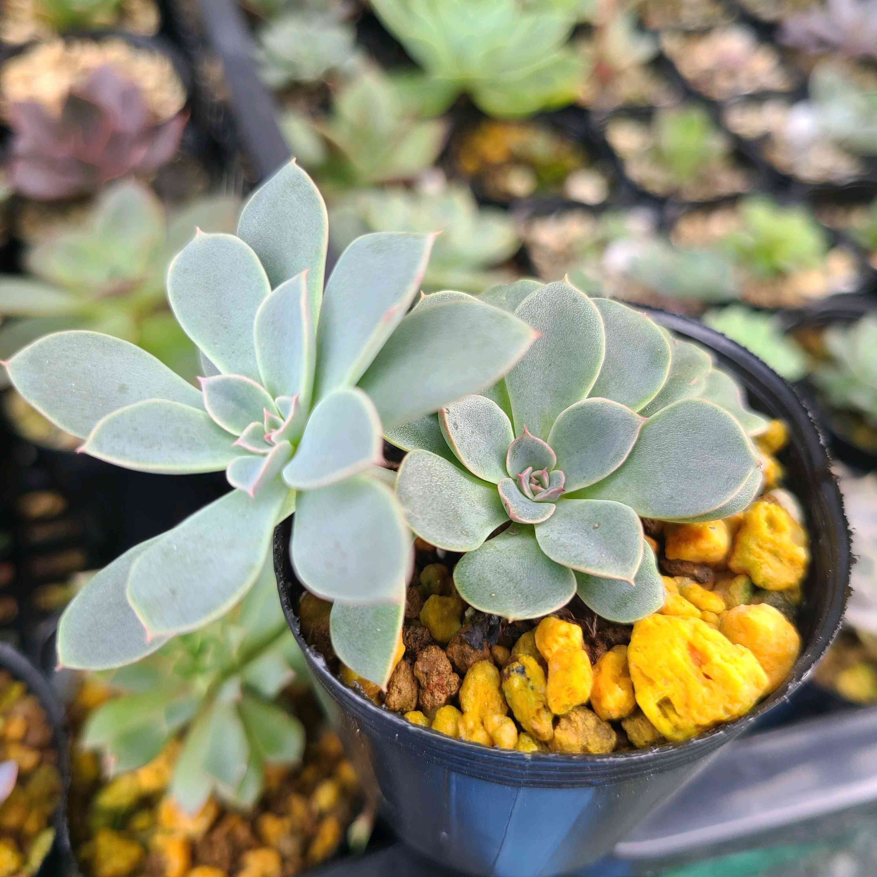 ファンタスティックファウンテン錦　超レア　多肉植物　エケベリア 新根あり ファンタスティックファウンテンの成長記録✨✨｜🍀GreenSnap