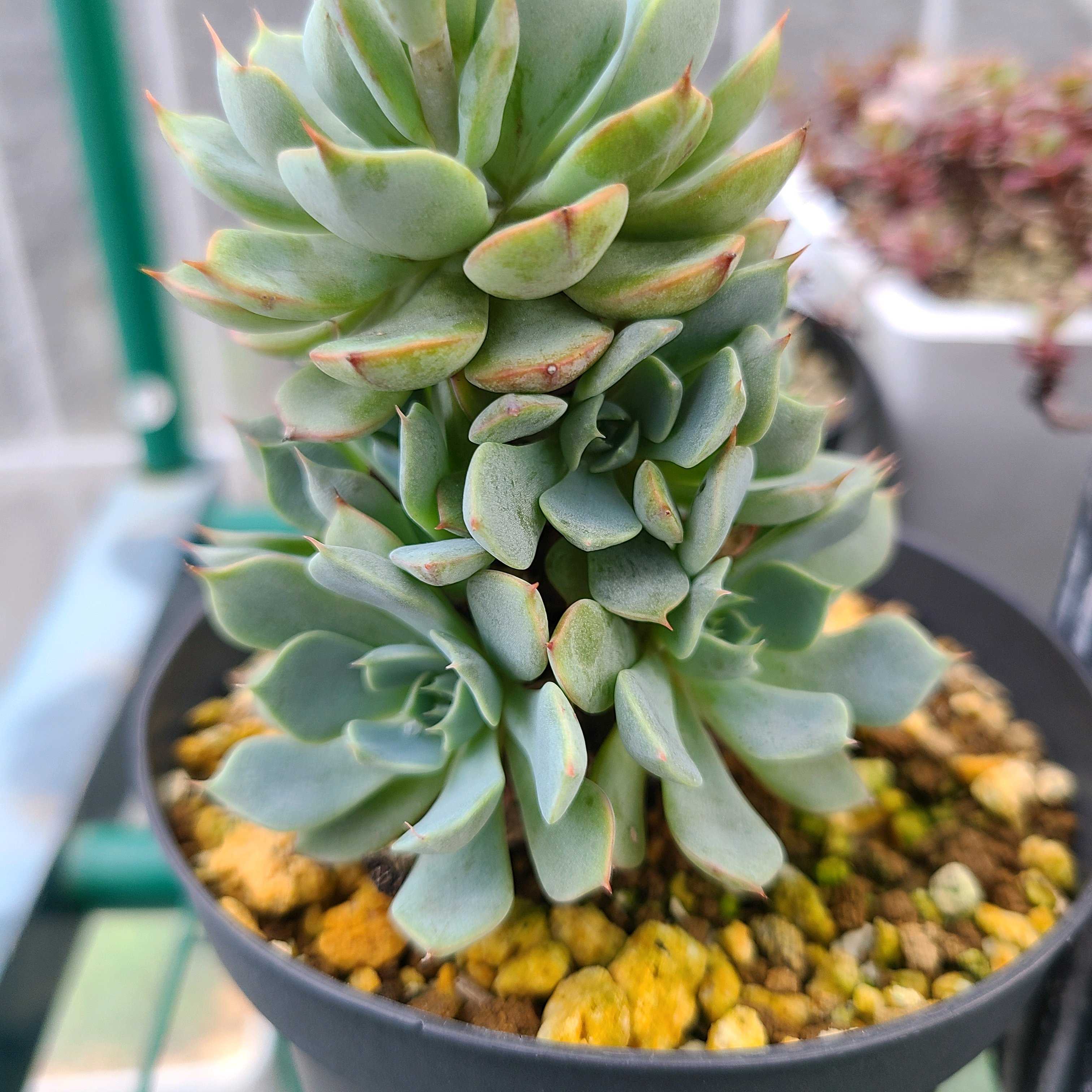 アレグラの成長記録💙💙｜🍀GreenSnap（グリーンスナップ）