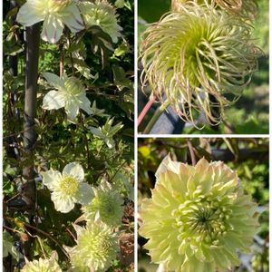 クレマチス,京都府立植物園,癒し,イングリッシュガーデン,素敵な出会いの画像