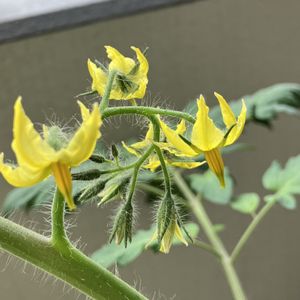 ミニトマト,チャイブの花,ベランダで野菜の画像