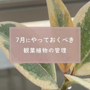 観葉植物,ガーデニング,緑のある暮らし,植物のある暮らし,肥料の画像