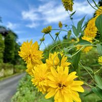 ガクアジサイ,ハナガサギク,パステルカラー,幸せの黄色い花,花咲く乙女たち♡の画像