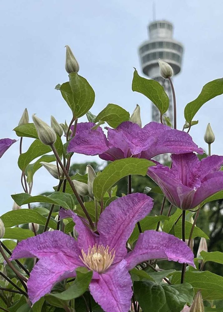 カコさんの山下公園への投稿