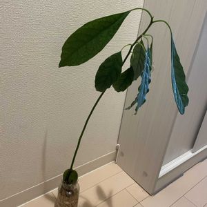 アボカド 水栽培,観葉植物,窓辺,その他部屋の画像