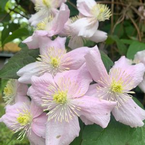 クレマチス,クレマチス モンタナ,公園,つる性植物,山野草の画像