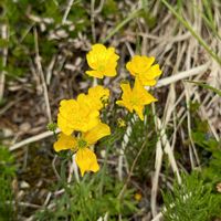 ミヤマキンポウゲ,リュウキンカ,高山植物,キレンゲツツジ,ギンロバイの画像