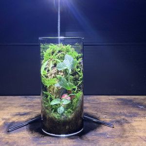 モウセンゴケ,モウセンゴケアデラエ,観葉植物,テラリウム,食虫植物の画像