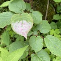 マタタビ,マタタビの花,マタタビの葉,ミヤママタタビ,山野草の画像