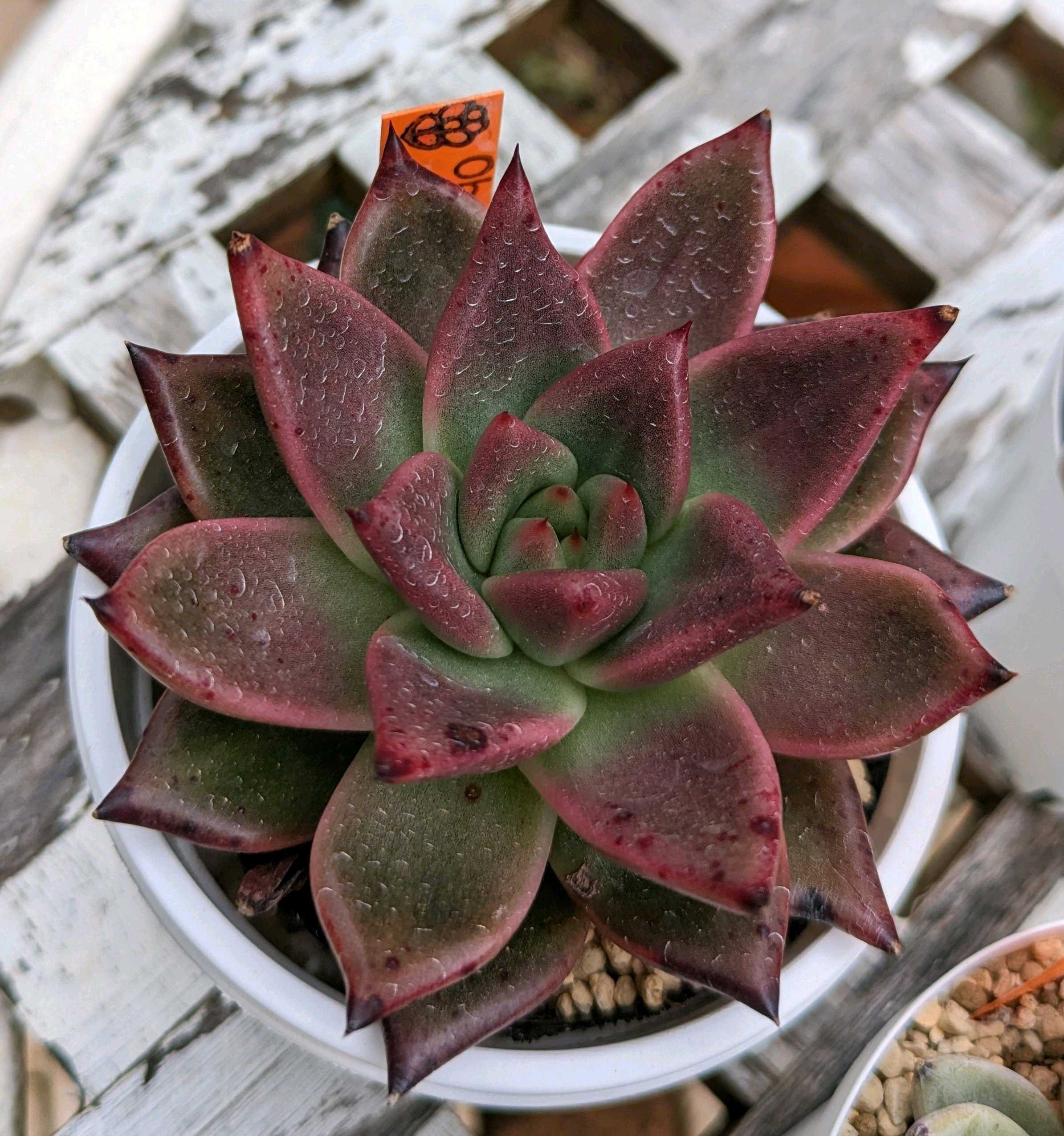 エケベリア22個 0924-K078 ブラッドロメオ 多肉植物 カット苗 寄植え