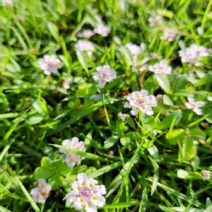 芝生,ヒメイワダレソウ,夏の花,チーム愛知,すずガーデンの画像