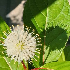 たにわたりのき (谷渡りの木),鉢植え,タニワタリノキの画像