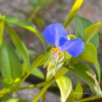 ツユクサ,多肉植物 寄せ植え,ドラゴンボール,綴化,瑠璃晃の画像