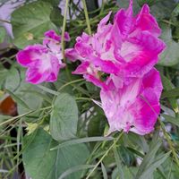 ゼラニウム,ツルバキア,変化朝顔,スプリットペタル,オキザリストリアングラシスの画像