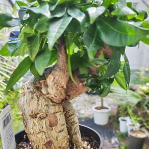 パキラ,観葉植物,ガーデニング,グリーン,男前の画像