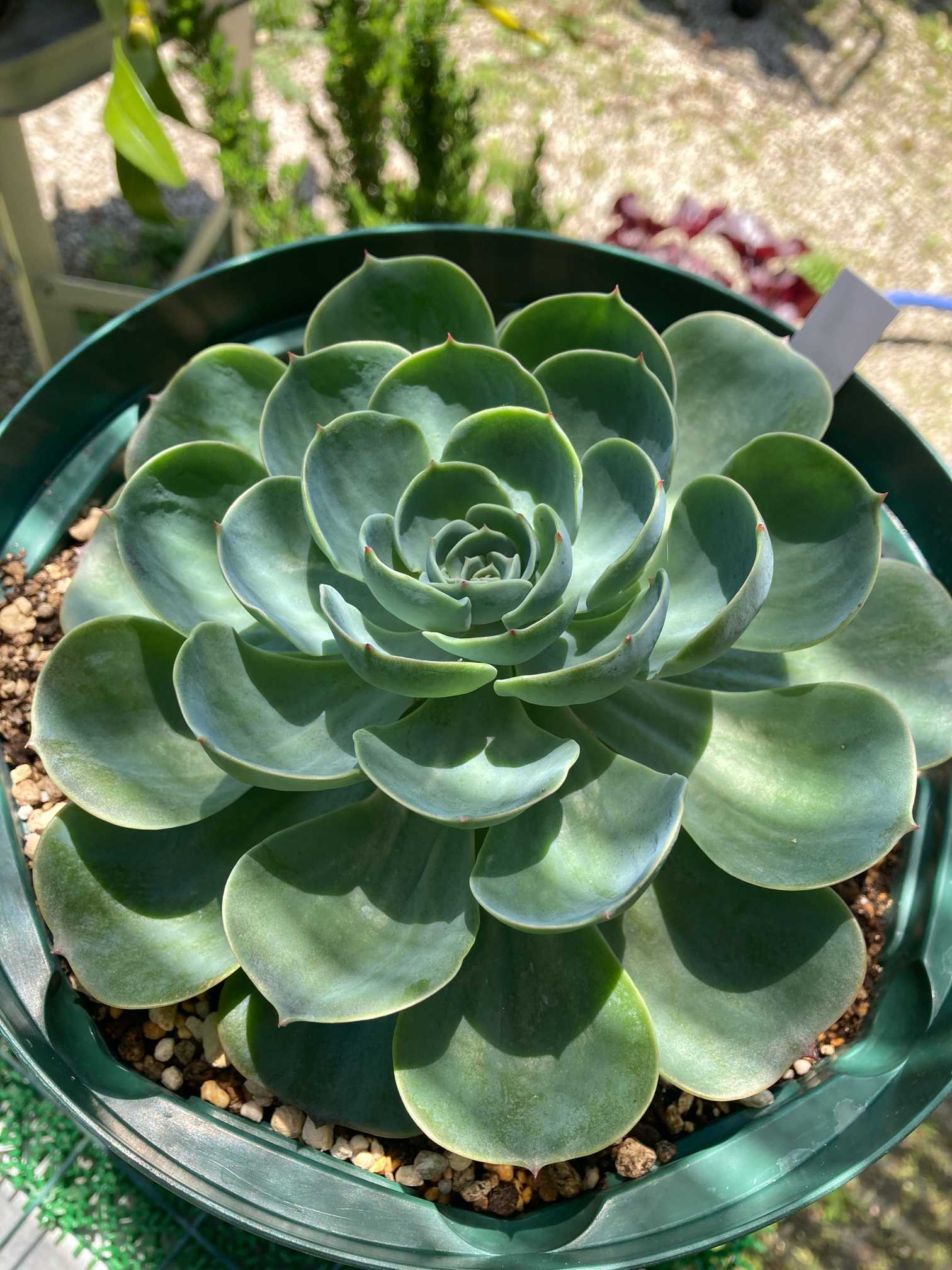 瀕死の七福神さんを救いたい😭｜🍀GreenSnap（グリーンスナップ）