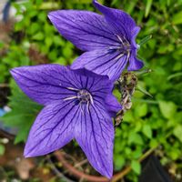 アジサイ,カラー,キキョウ,ヒョウタンボク,クレマチス ロウグチの画像