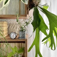 コウモリラン,テトラゴナ,ビカクシダ,クラッスラ テトラゴナ,観葉植物の画像