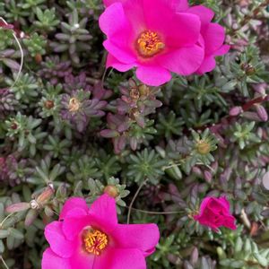 ポーチュラカピンキー,多肉植物,挿し芽,ハンギングバスケット,熊本の画像