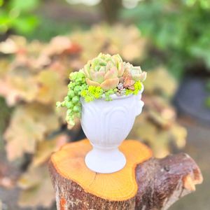 多肉植物の寄せ植えの投稿画像一覧｜?GreenSnap（グリーンスナップ）
