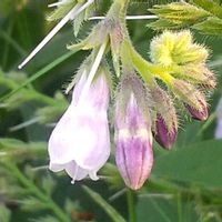 コンフリー,金曜日の蕾たち,お出かけ先の画像