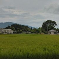 いね,近所の田んぼ,蒸し暑い日,半分そら,GS句会の画像