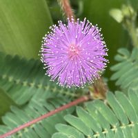 オジギソウ,オジギソウ,今日のお花の画像
