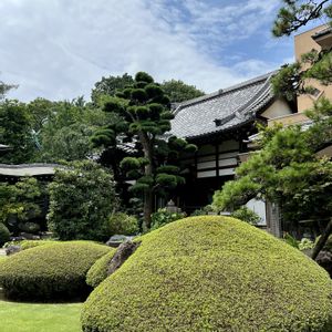 シャクナゲ,ツツジ,マツ,アナベル,イヌマキの画像