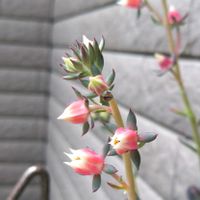 紅司,多肉植物,エケベリア属の画像