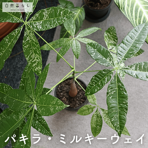 パキラ ミルキーウェイ,観葉植物,植物のある暮らし,肥料,自然のある暮らしの画像