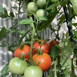 自家製野菜,家庭菜園初心者の画像