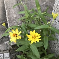 ジニア,ヒャクニチソウ,道端,キク科,黄花の画像