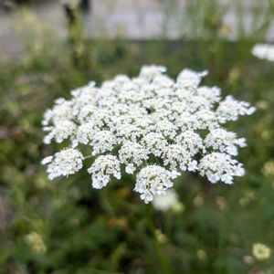 花散歩,ハーブ園,可愛い花,素敵な花,優しい色の画像