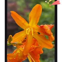 スズランヒオウギ,花のある暮らし,新しい仲間,お花大好き♡,復興祈願の画像