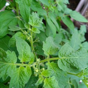 プランター野菜,ダイソーミニトマト,家庭菜園,ベランダの画像